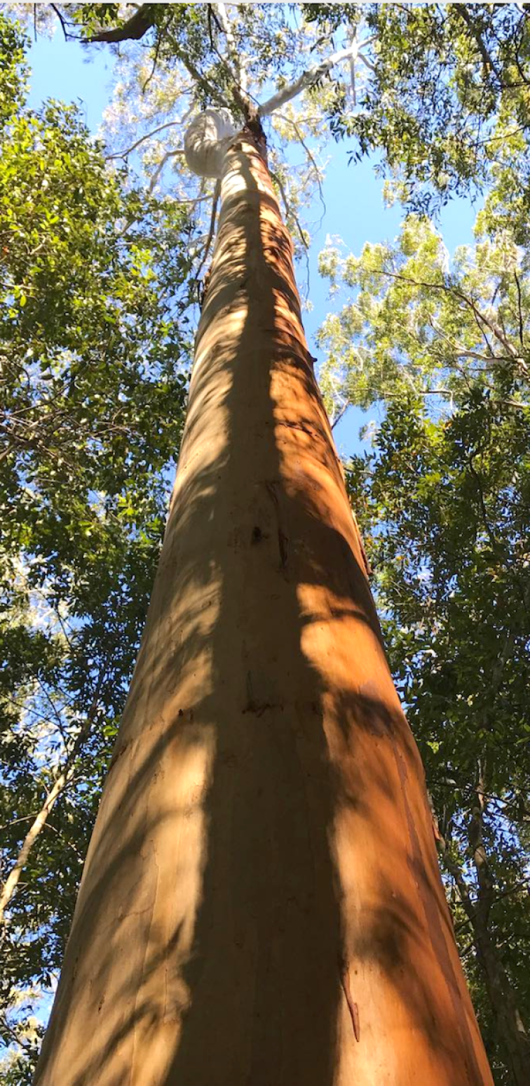 tall tree on moo river farm